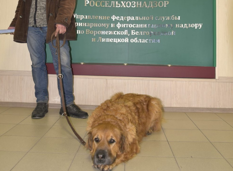 Более 160 домашних питомцев уехали за границу из Воронежской области