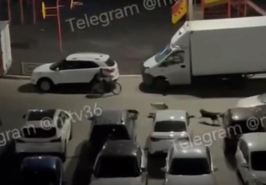 Нападение собак на ребёнка привело к уголовному делу в Воронеже