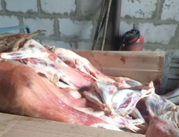 Грузовик с огромной партией нелегального мяса задержали в Воронежской области