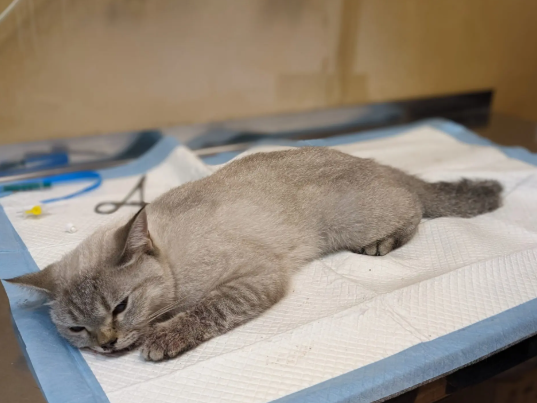 Выпавшая из окна многоэтажки кошка умерла в воронежской клинике