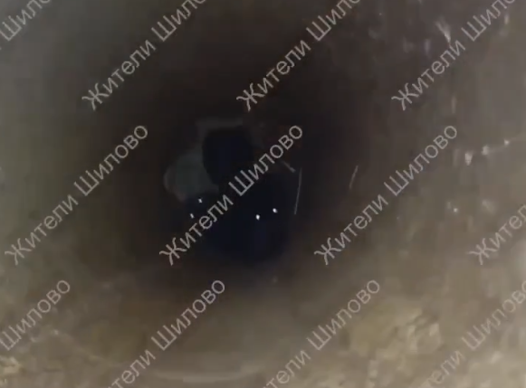 В воронежском микрорайоне Шилово спасли двух застрявших в трубе котят