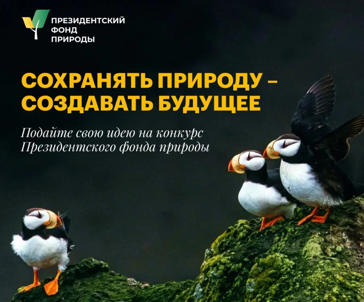 Воронежцы смогут поучаствовать во всероссийском конкурсе экологических и природоохранных проектов