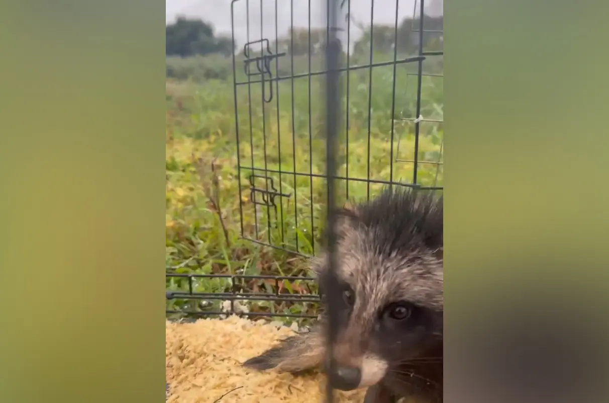 Спасённого из Воронежского водохранилища щенка енотовидной собаки выпустили на волю