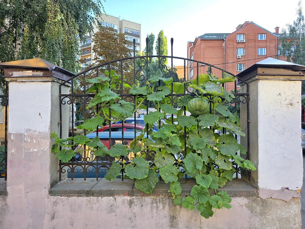 тыква12