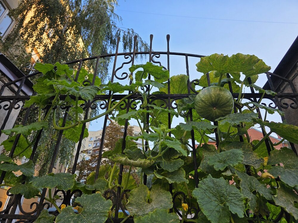 тыква14