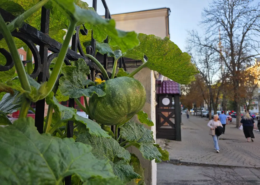 В центре Воронежа на городском заборе вырастили тыквы