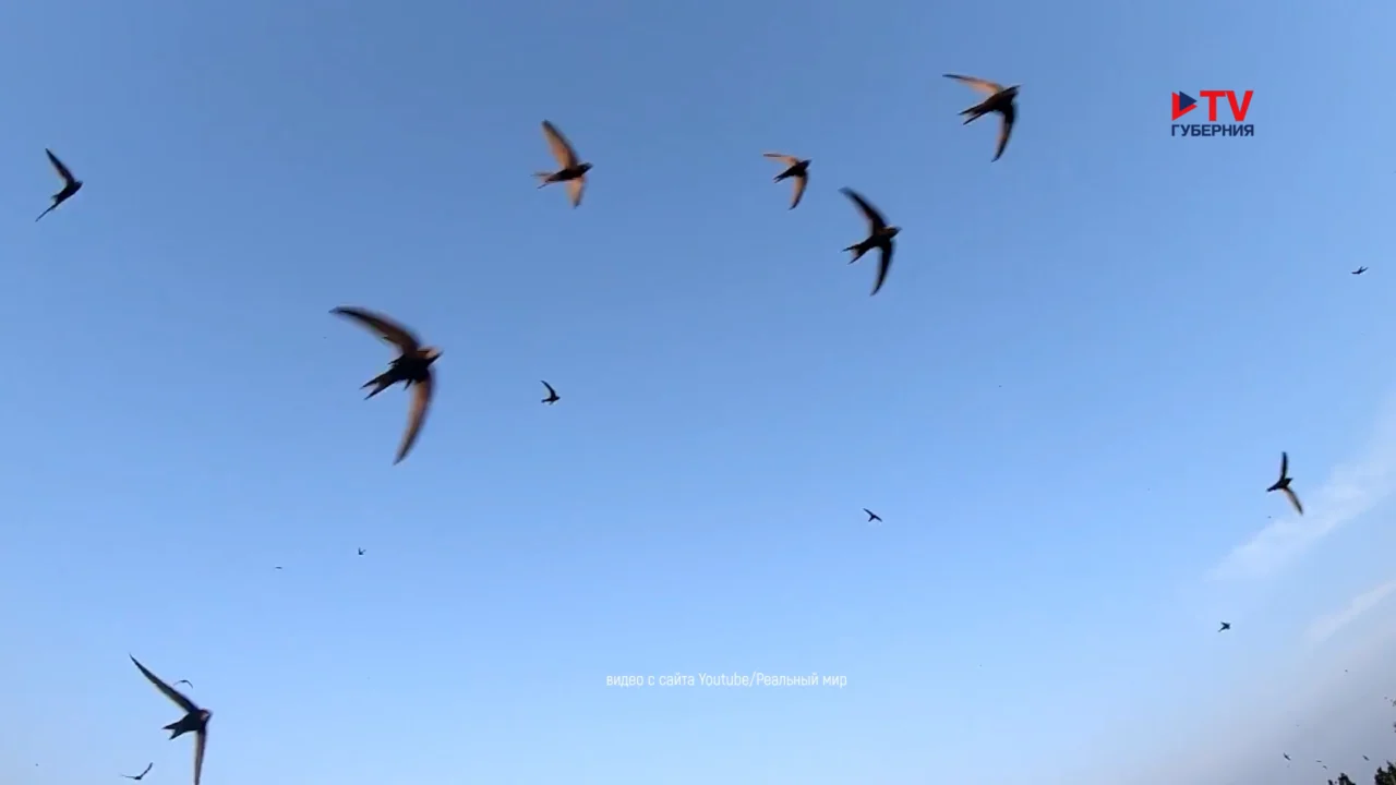 Орнитология: стриж