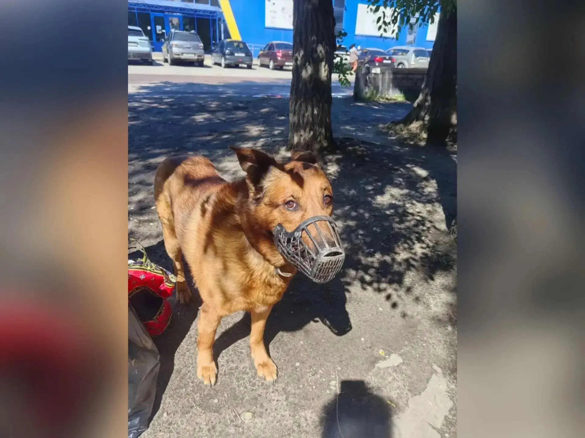 В Воронеже домашнего пса бросили на улице после смерти хозяйки